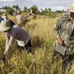 original_cambodia-rice-harvest.jpg