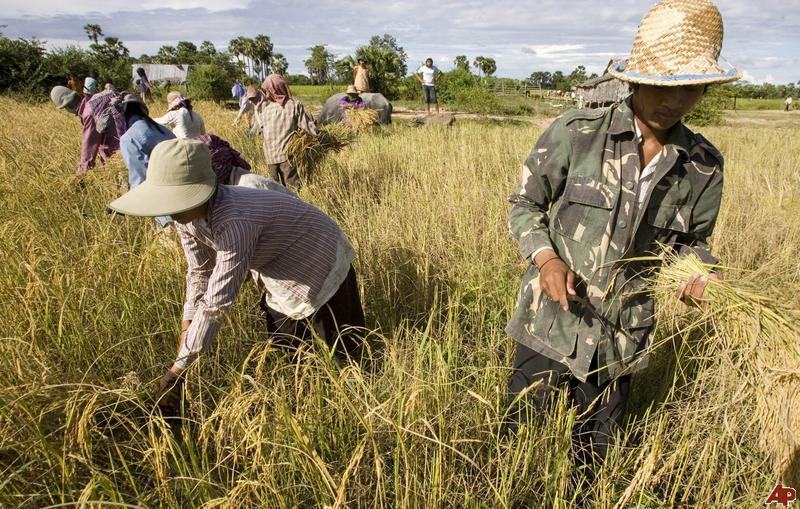 original_cambodia-rice-harvest.jpg
